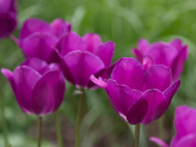 When the deep purple falls over sleepy garden walls. MITCHELL PARISH