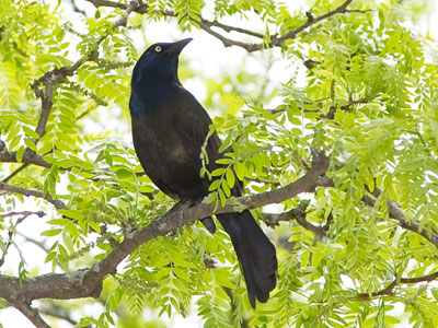 Is anyone ever glad to see a grackle?  I don`t think so.