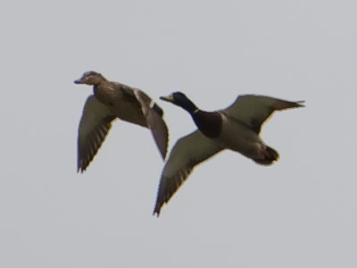 Not to be confused with my photo of flying geese from yesterday (see April 30, 2019).