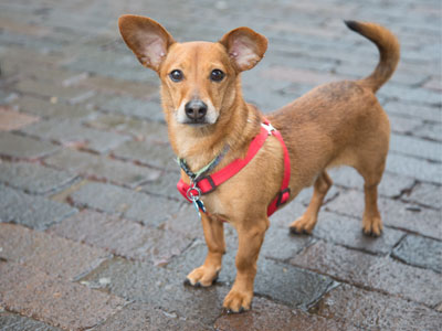 Ready for the Oregon District Weiner Dog Derby.