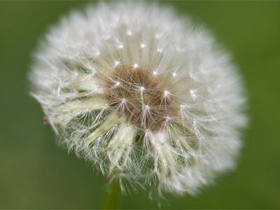 Weed, flower, whatever . . . it looks good up close.