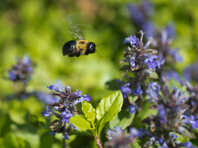 A chipmunk was nearby, but I wisely went for the bee.