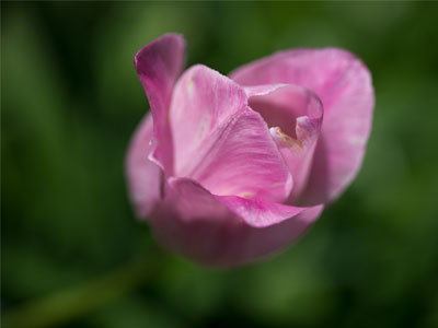 The last of the tulips.