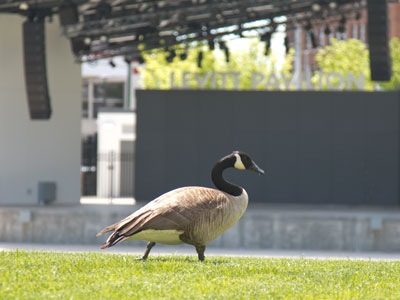 When the Levitt reopens, where will this guy go?