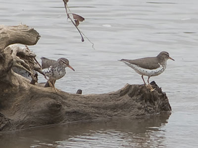 The plural of deer is deer.  The plural of killdeer is killdeers.