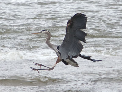 Herons don`t like people nearby.  Frankly, neither do I.