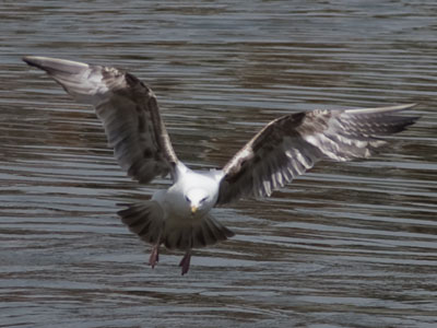 Where the term `gull-wing` comes from.