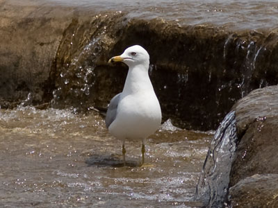 Two gulls in a row.  Lucky you.