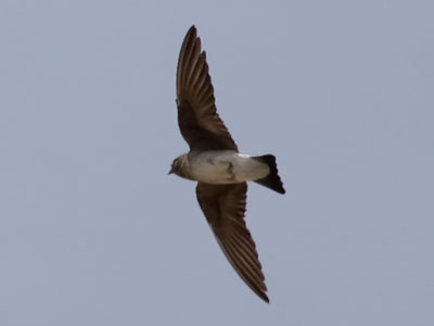 The Northern Rough-winged Swallow is almost as difficult to photograph as the Passenger Pigeon.