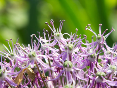 Details in the garden.