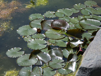 Water lilies without a polarizing filter.