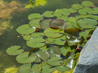 Water lilies with a polarizing filter.