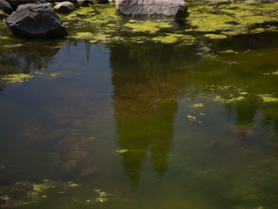 A polarizing filter helps to control reflections and glare.