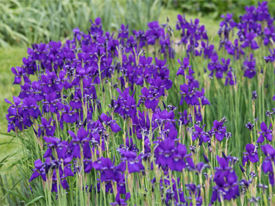 Irises:  for a limited time only.