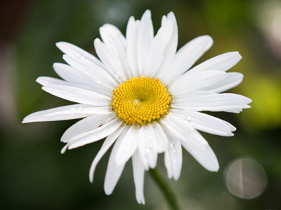 My first daisy of the season is always worth noting.