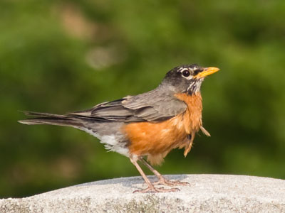 I often feel like a bird struggling to live among humans.