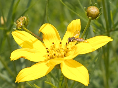 Sidewalk prairie.