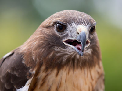 That beak isn`t for eating seeds.