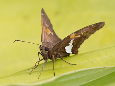 This is the same plant, and quite possibly the same silver-spotted skipper, as seen on May 19, 2019.