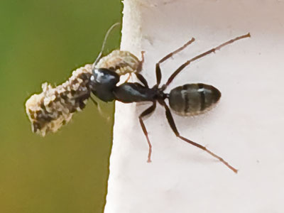 Ants are really, really, really, really strong.