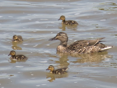 The mother duck brought the ducklings closer to me on the (mistaken) assumption that I would give them food.