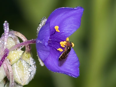 Bless the pollinators.