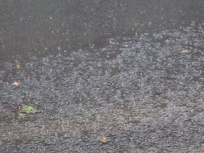 A flood watch means I sit and watch it flood.