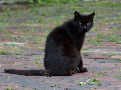 This cat could use a little coffee in its water dish.