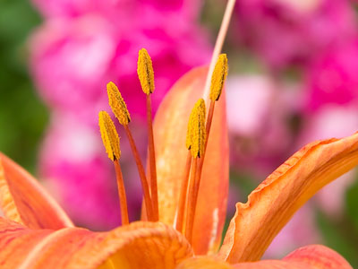 The Flower Duet.