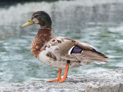 You shouldn`t feed the ducks, but this guy needs help.