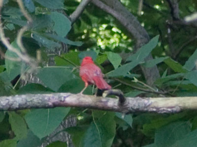 Not my best cardinal picture.