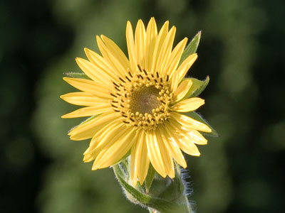 Sunday sunflower.