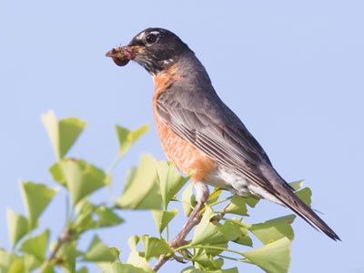 Even with a full beak, it never stopped chirping.