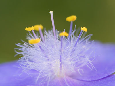 The secret of the spiderwort.