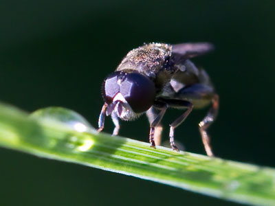 Dewdrop drinker.