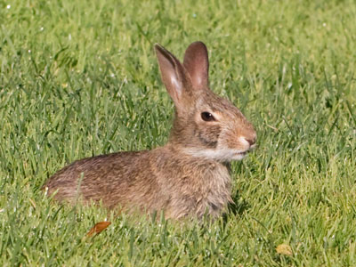 Grass gobbler.