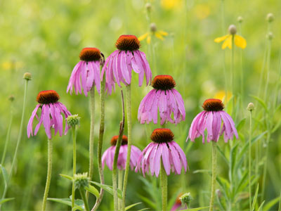 I walk around quietly in the beauty of nature.