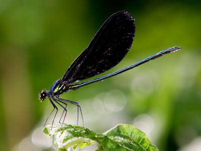 A male ebony jewelwing damselfly.  We spent a lot of time together, and this is the best of 25 photos I took.