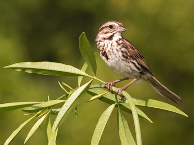 Little bird on the prairie.