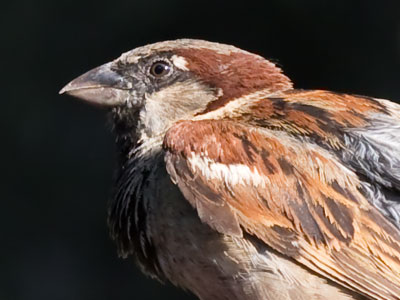 When I was a child, I was told I could capture a bird by putting salt on its tail.  All I really need is a 200mm lens.