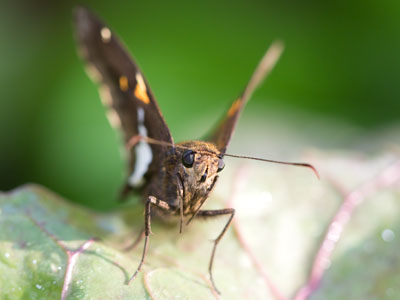 Butterflies are pretty, until you get REALLY close.