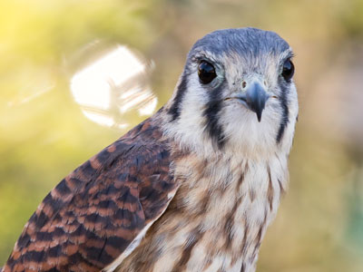 The kestrel is North America`s smallest falcon.