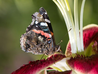 In the morning, butterflies are content to sit in the sun.