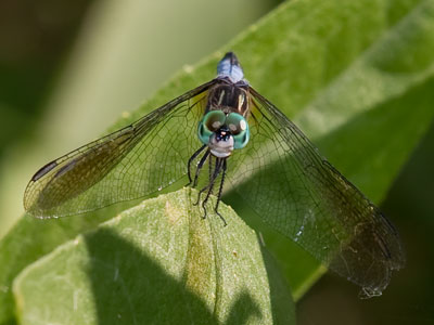 I thought this was a pretty good dragonfly photo . . . 