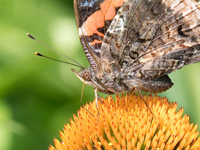 Possibly the same bug and same flower as July 6 above.