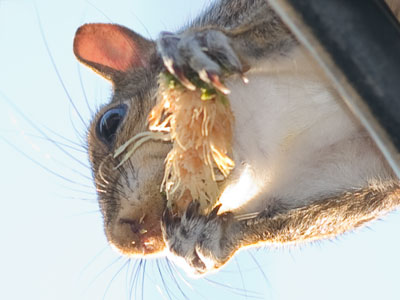 Little crumbs were falling around me, so I glanced up and saw a squirrel eating what looks like a chicken wing.