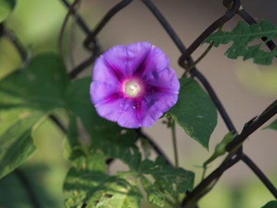 Beauty in the alleyway.