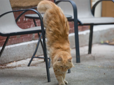 No!  Stay on the chair.  I`m NOT going to pet you.