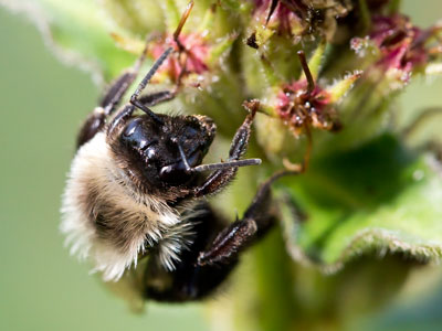 Sleeping bees are easy to photograph.