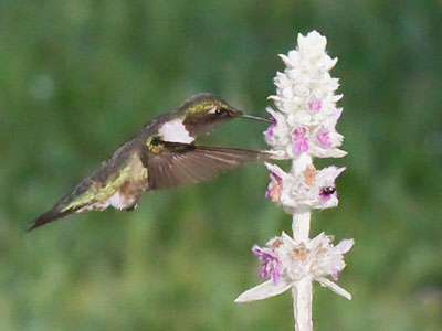 When a hummingbird appears, nothing else matters.